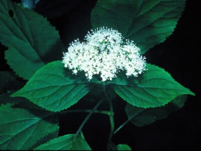 Hydrangea arborescens