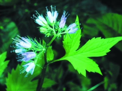 Hydrophyllum virginianum