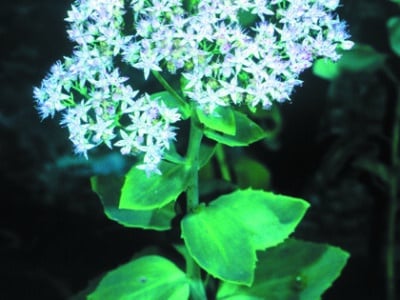 Hylotelephium telephioides