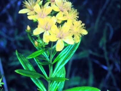 Hypericum densiflorum