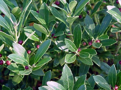 Ilex glabra