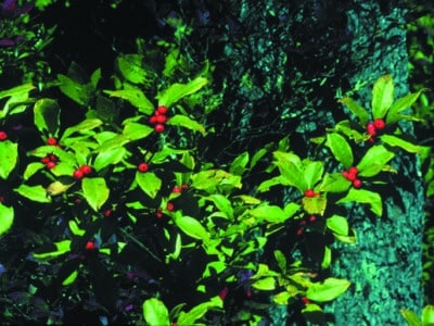 Ilex laevigata