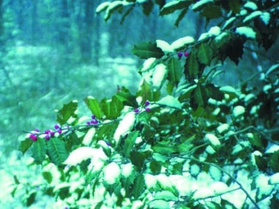 Ilex opaca