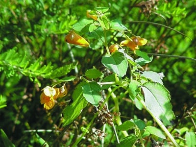 Impatiens capensis