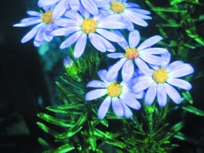 Ionactis linariifolius