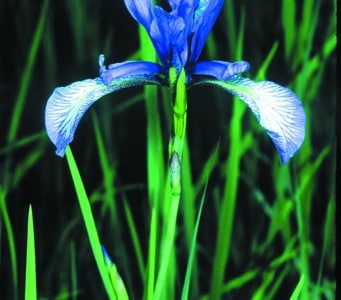 Iris prismatica