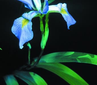 Iris versicolor