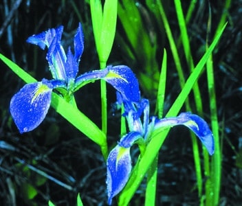 Iris virginica