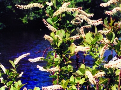 Itea virginica