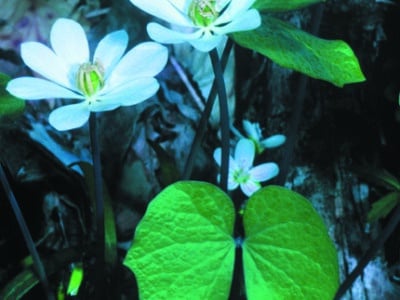 Jeffersonia diphylla