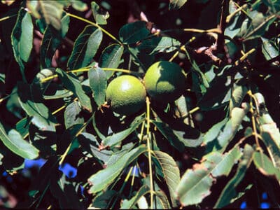 Juglans nigra