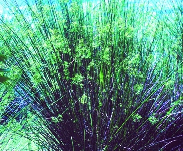 Juncus effusus