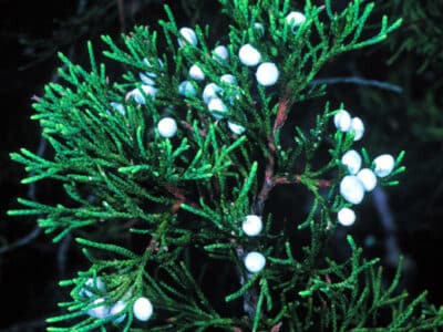 Juniperus virginiana