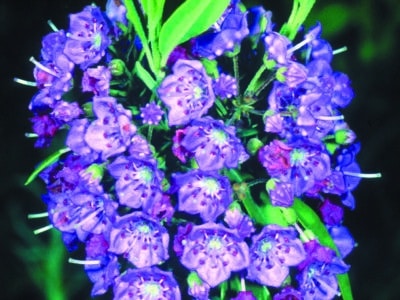 Kalmia angustifolia