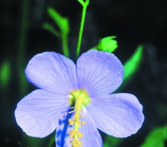 Kosteletzkya virginica