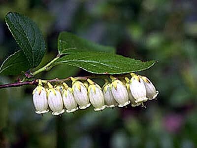 Leucothoe racemosa