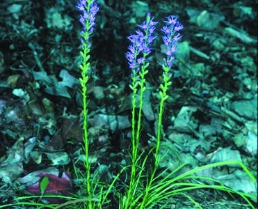 Liatris pilosa var. pilosa
