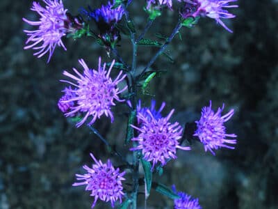 Liatris scariosa