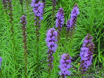 Liatris spicata