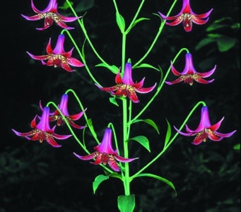 Lilium canadense