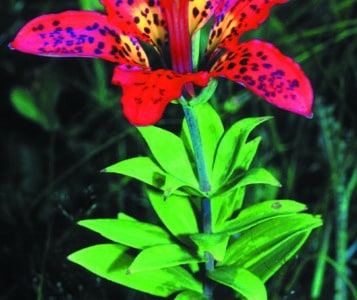Lilium philadelphicum