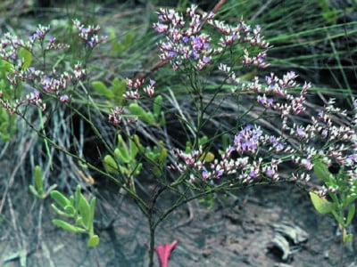 Limonium carolinianum
