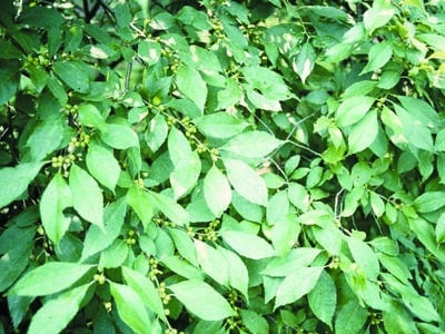 Lindera benzoin