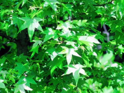 Liquidambar styraciflua