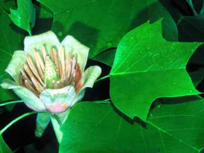 Liriodendron tulipifera