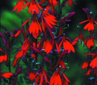 Lobelia cardinalis