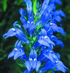 Lobelia siphilitica