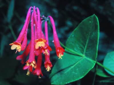 Lonicera sempervirens