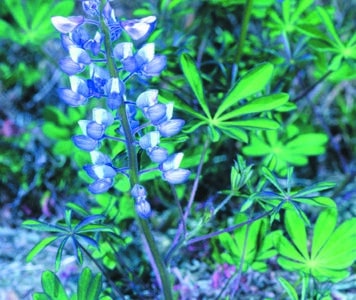 Lupinus perennis