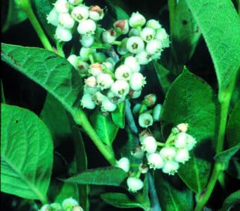 Lyonia ligustrina