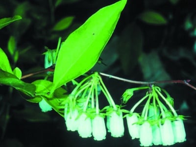 Lyonia mariana