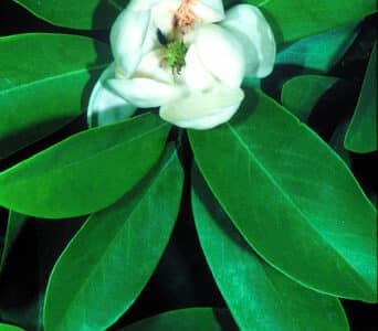 Magnolia virginiana