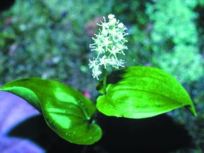 Maianthemum canadense