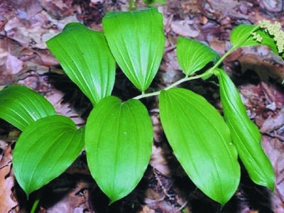 Maianthemum racemosum ssp. racemosum