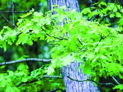 Quercus alba