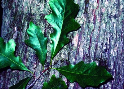 Quercus bicolor