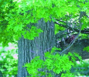 Quercus coccinea