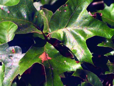 Quercus falcata