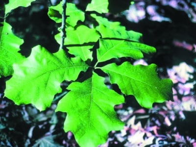 Quercus marilandica
