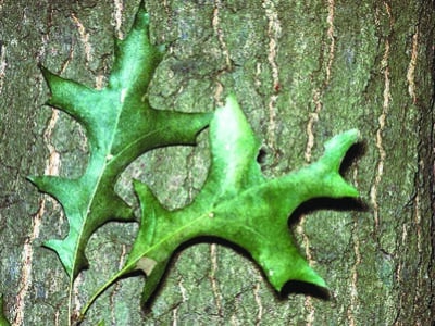 Quercus palustris