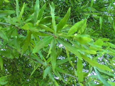 Quercus phellos