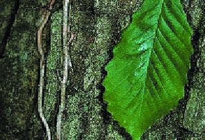 Quercus prinus