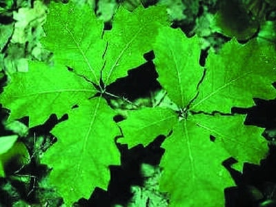 Quercus rubra
