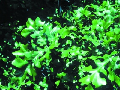 Quercus stellata