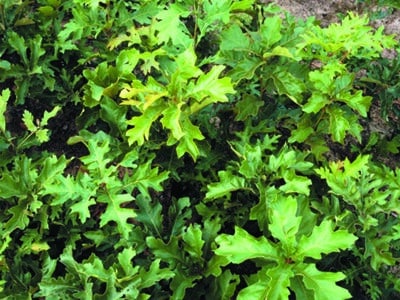 Quercus velutina