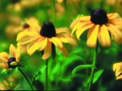 Rudbeckia hirta
